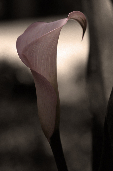 Spring Lily #1