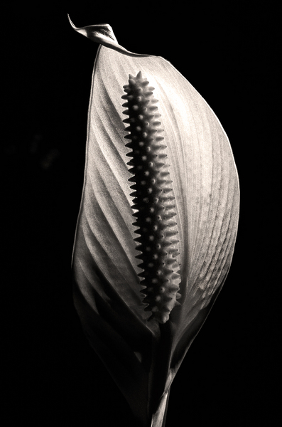 Peace Lily #2