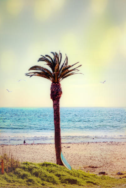 Lone Palm on the Winter Beach