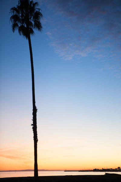 Sunset Palm