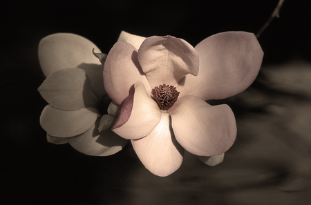 Chinese Magnolia