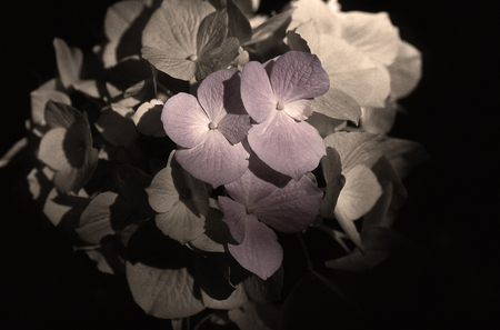 Hydrangea #1