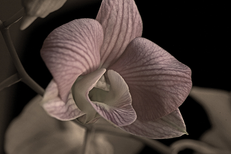 Orchid #1