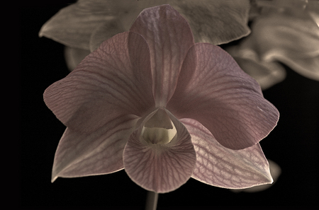 Orchid #2