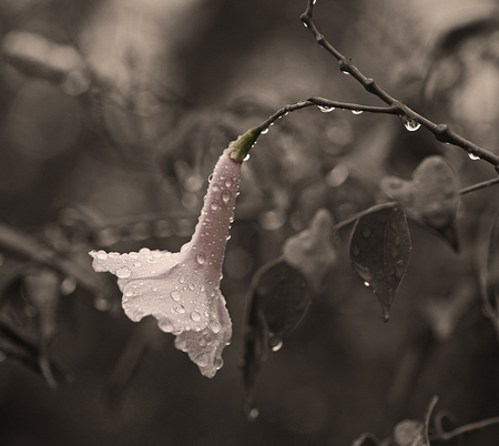 Spring Rain