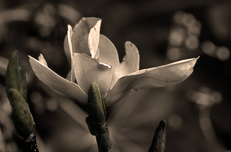 Windshorn Blossom