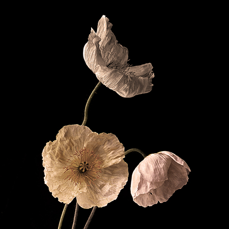 Three Poppies #3