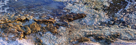 Shoreline Algae