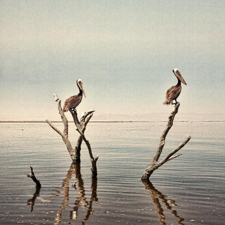 Two Pelicans