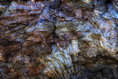 Fossilized--Pigment print on canvas embellished with acrylic paint, sand, and gold & copper leaf