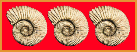 Three Shells